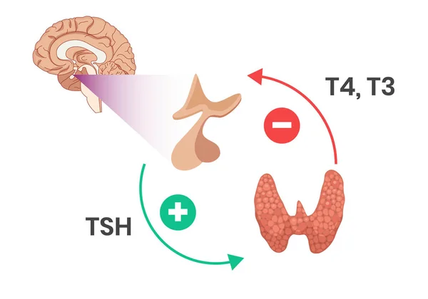 Hypothalamus Hypofýza Štítné Žlázy Negativní Zpětná Vazba Smyčka — Stockový vektor