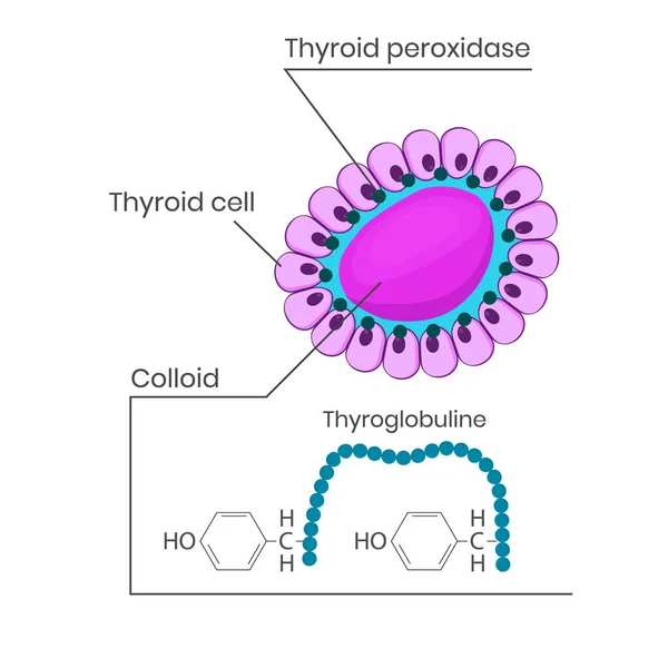 Thyroid Follicule Structure Colloid Thyroglobulin — Stock Vector