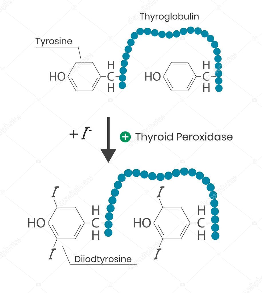 Thyroid peroxidase function. tyrosine iodination formula