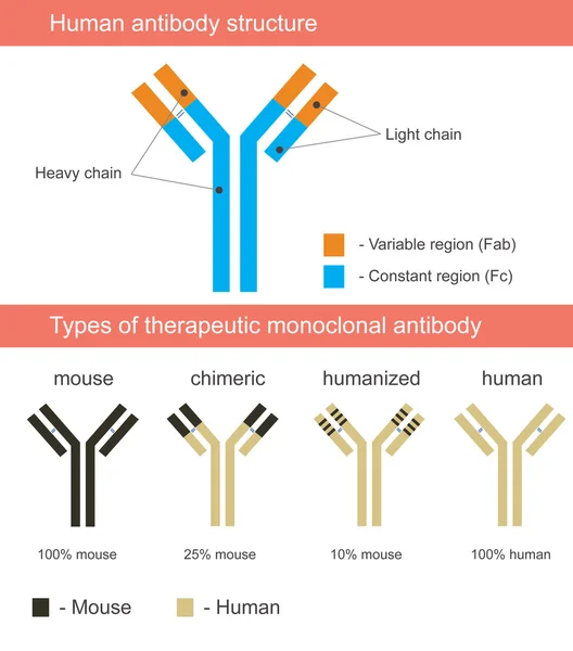 Ilustração da estrutura do anticorpo humano com quatro tipos de anticorpos monoclonais: rato, quimérico, humanizado, humano . — Vetor de Stock