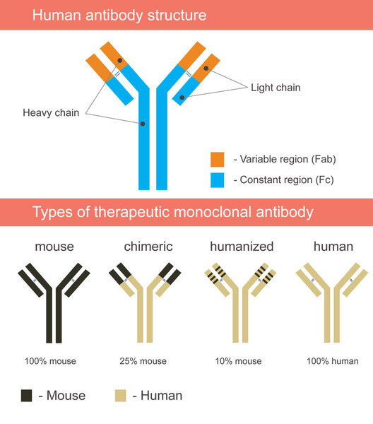 Human antibody structure illustration with four types of monoclonal antibodies: mouse, chimeric, humanized, human.