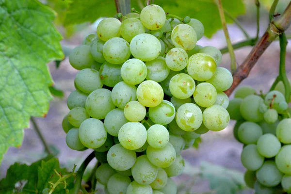 Witte wijn druiven op zonnige ochtend — Stockfoto