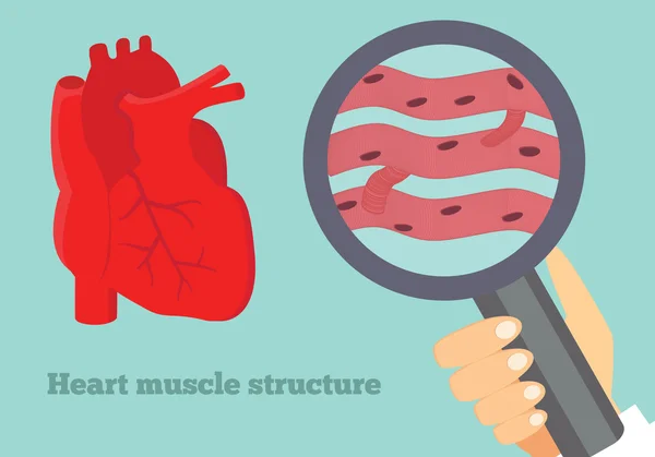 Illustrazione della struttura muscolare cardiaca. Illustrazione del tessuto cardiaco — Vettoriale Stock