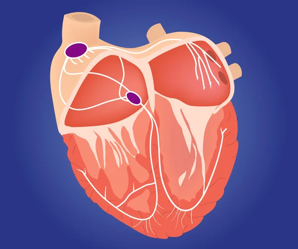 Sistema de conducción cardíaca ilustración . — Vector de stock