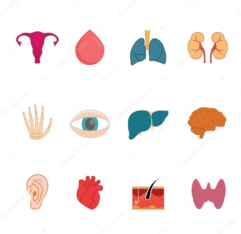 Human organ vector icons. Clean, modern anatomy icon set