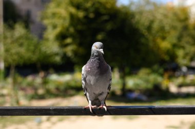 Çitin üzerinde gri bir güvercin. Kapat - kapat