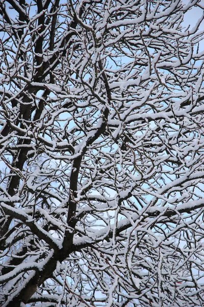 Hermoso Patrón Invierno Ramas Árboles Cubiertas Nieve Foto Alta Calidad — Foto de Stock