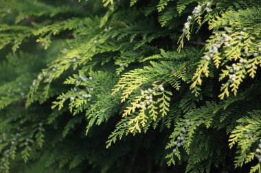 Kozalaklı ağaçlar Tui Çam ağaçları Ağaçlar Bahçeler Bahçesi Park Ormanı