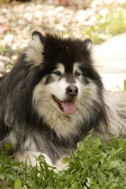 Siyah ve Beyaz Alaska Malamute