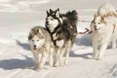 Köpek kızağı, güzel Huskies