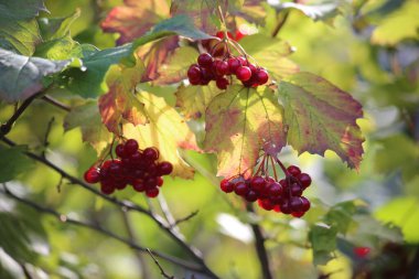 Güneşte kırmızı viburnum