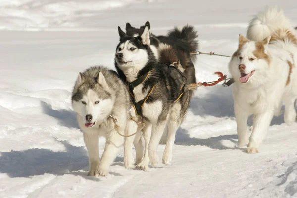 Cão trenó, lindos huskies — Fotografia de Stock