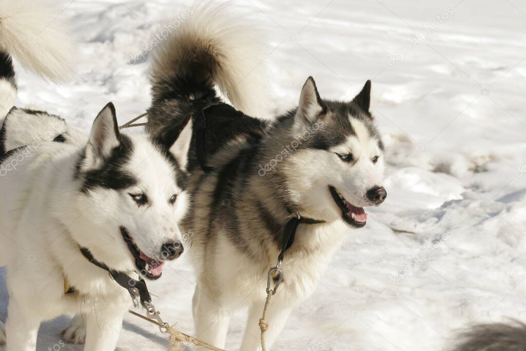 Two huskies in a team