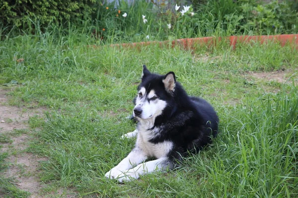 Alaska Malamute yaz bahçesinde — Stok fotoğraf