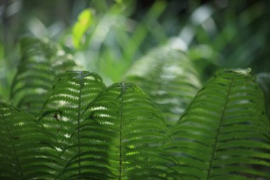 Arkaplan eğreltiotu güneş ışığında
