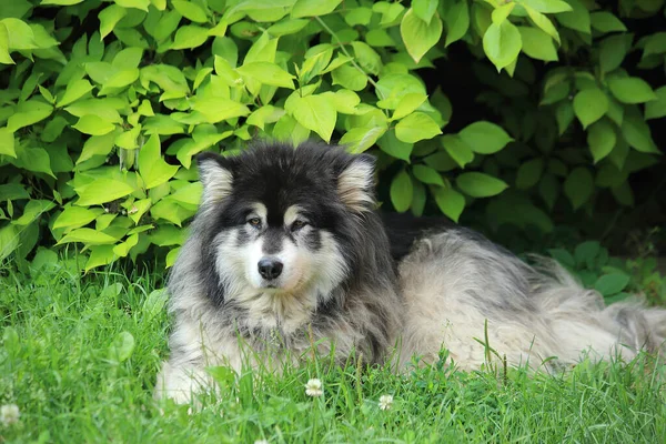 Alaskan Malamute in de zomertuin — Stockfoto