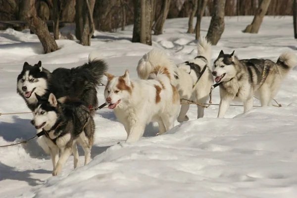 Twee huskies in een team — Stockfoto