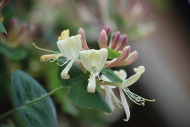 Pembe, beyaz ve sarı kaprifolaceae çiçekleri.