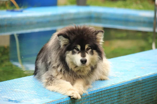 อลาสก้า Malamute ในสระว่ายน้ําสวนฤดูร้อน — ภาพถ่ายสต็อก