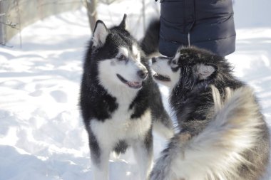 Kış bahçesinde iki Alaska arızası.