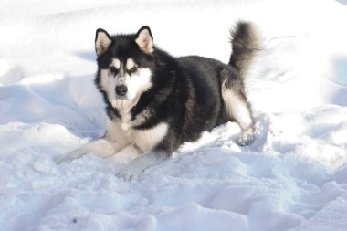 Alaska Malamute karların üzerinde yatıyordu