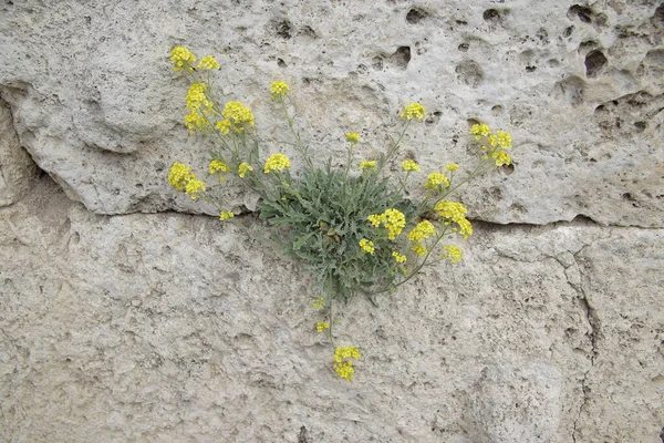 石头上的黄色花朵 — 图库照片