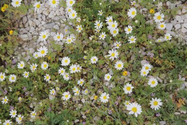 Taşların üzerinde beyaz papatya çiçekleri