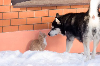 Soğuk kışta siyah-beyaz Alaska Malamute köpeği ve kırmızı kedi