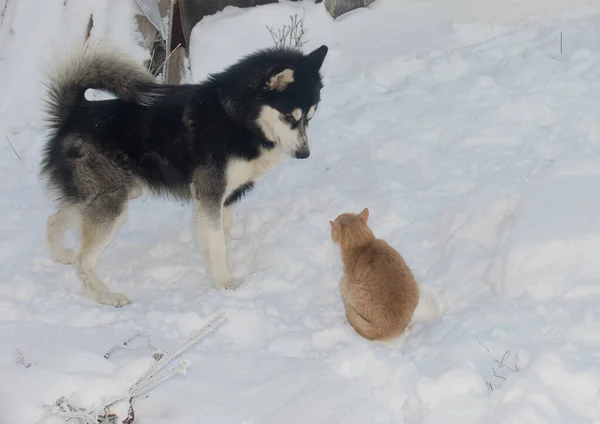 In bianco e nero Alaskan Malamute cane e gatto rosso in inverno freddo — Foto Stock