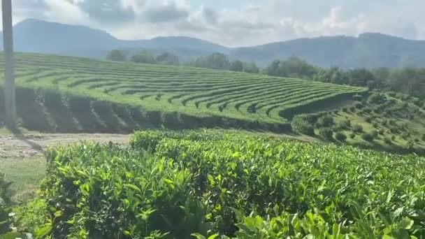 Plantación de té, territorio de Krasnodar, Sochi, Rusia — Vídeo de stock