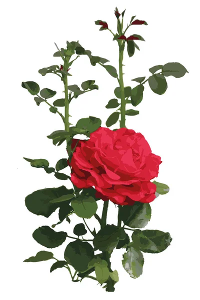 Rote Gartenrose. Vektorillustration — Stockvektor