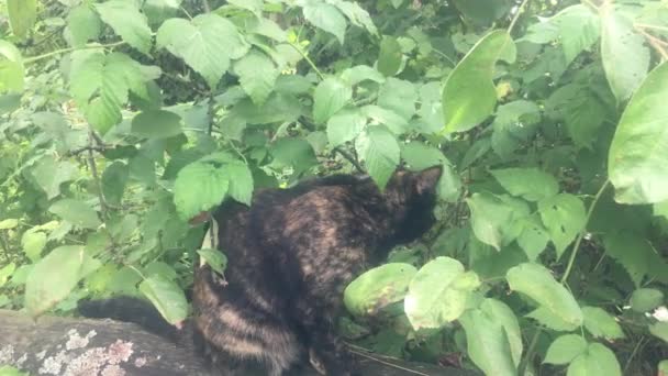 Un gato de color tortuga en el jardín de verano — Vídeo de stock