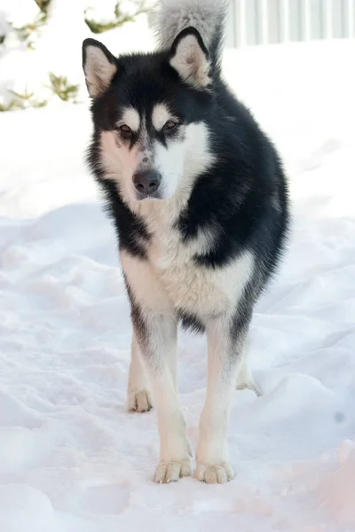 Zwart-witte Alaska Malamute hond in koude winter — Stockfoto