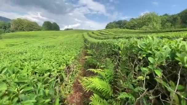 Tea plantation, Krasnodar territory, Sochi, Russia — Stock Video