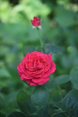 Güzel bir bahçe kırmızı gül 