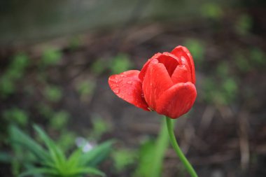 Bahçenin arka planında lale var.