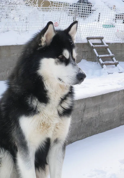 In bianco e nero Alaskan Malamute cane in inverno freddo — Foto Stock
