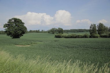 Büyük yalnız bir meşesi olan güzel bir manzara.