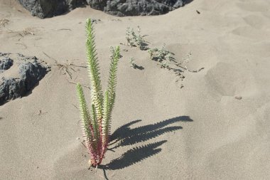 Deniz kumsalında bitki yetiştirmek. Yüksek kalite fotoğraf