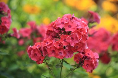 bahçe peyzajı tasarımı için güzel bahçe çiçeklerinin dekoratif arka planına sahip makro fotoğraf baskılar, posterler, dekor, iç mekan, duvar kâğıdı, reklam, dekorasyon