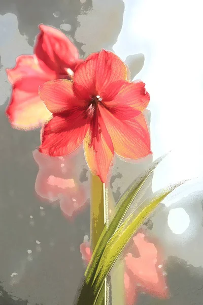 Zbliżenie czerwonego amarylisu z czterema kwiatami wyodrębnionymi z artystyczną obróbką, wybiórcze skupienie — Zdjęcie stockowe