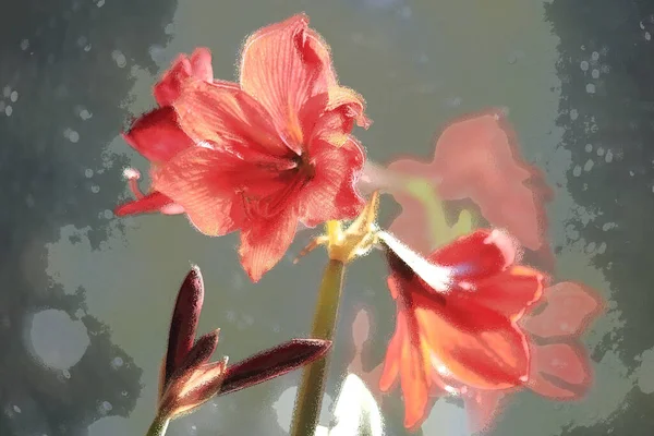 Close-up of a red amaryllis with four blossoms isolated with artistic processing, selective focus — Stock Photo, Image