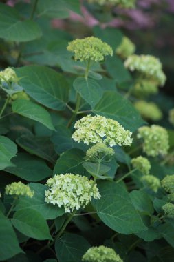 Yeşil ve beyaz ortancanın arka planı