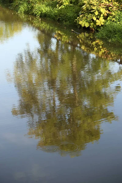 Αντανάκλαση δέντρου στο νερό του ποταμού — Φωτογραφία Αρχείου