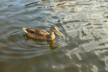 Sonbahar yansımaları ve yeşil renklerle ayna nehrinde yüzen bir ördek.