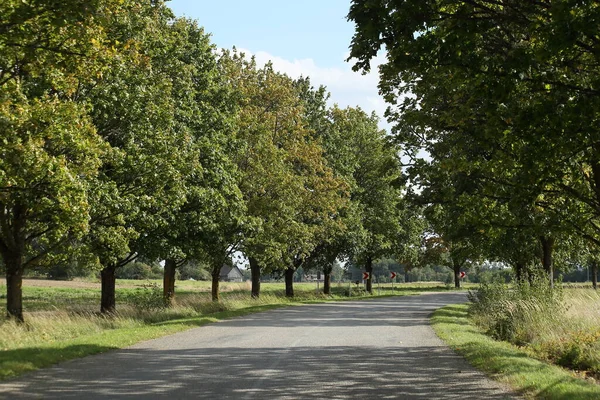 En gränd av träd längs vägen — Stockfoto