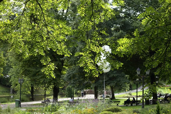 도시 공원의 햇살을 받는 나무 잎 — 스톡 사진