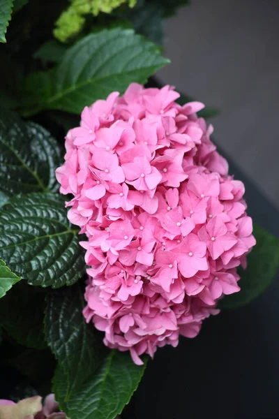 Bella ortensia rosa con infiorescenze e foglie verdi in un Country Cottage Garden. Rosa o magenta ortensia serrata fiore, primo piano, vista dall'alto. — Foto Stock