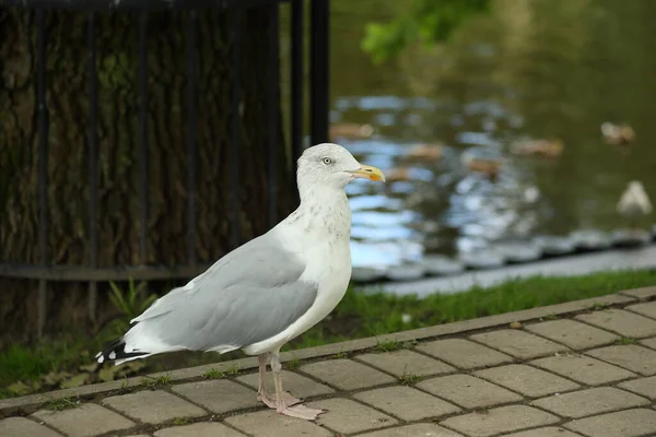 A gull with blue eyes and a yellow beak — Stock Photo, Image