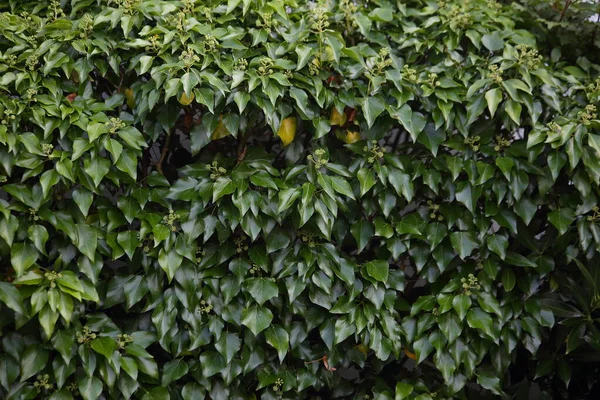 A babérbokor háttere, Laurel levelek, zöld babérbokrok sövénye — Stock Fotó